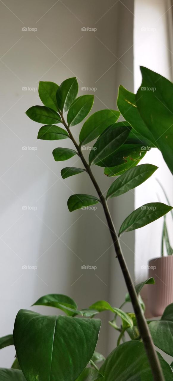 Plants front of a window