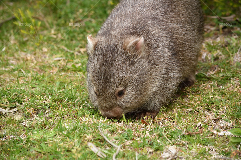 Head shot of a Wombat.