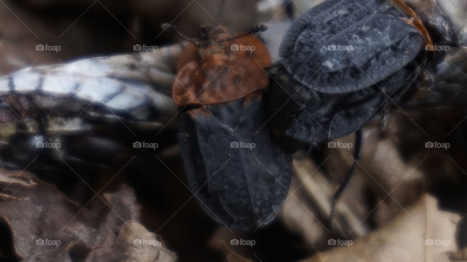beetles on a snake. insects