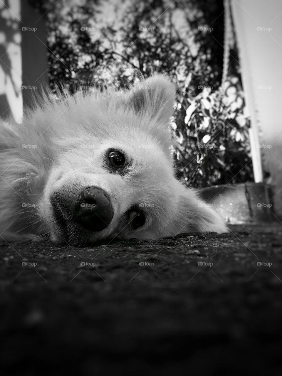 A sad Pomeranian dog lying down waiting for a free and exciting life
