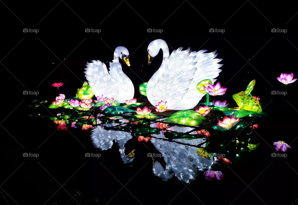 Swans - Cisnes