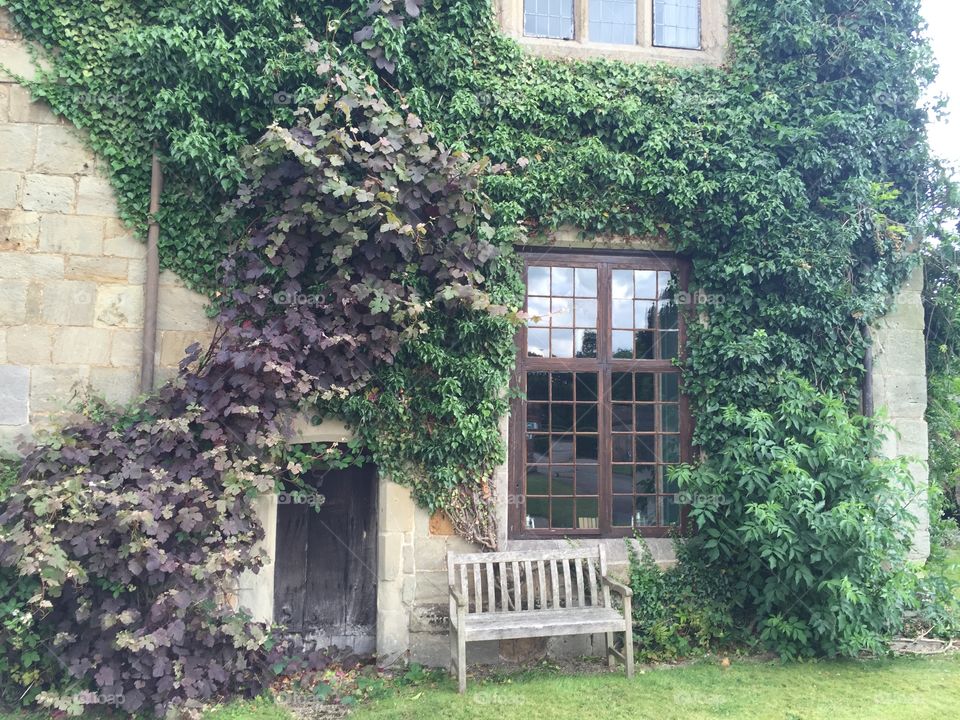 Bench with ivy