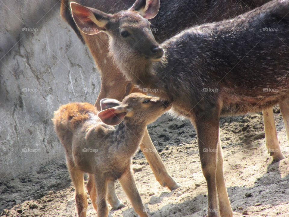 Deer animal with child