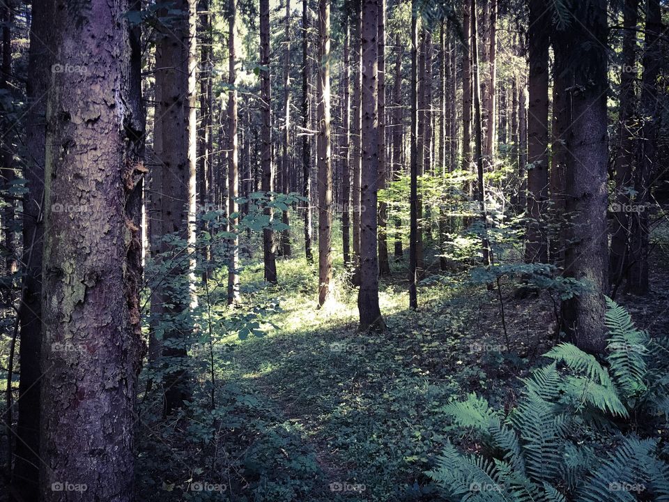Wald 
