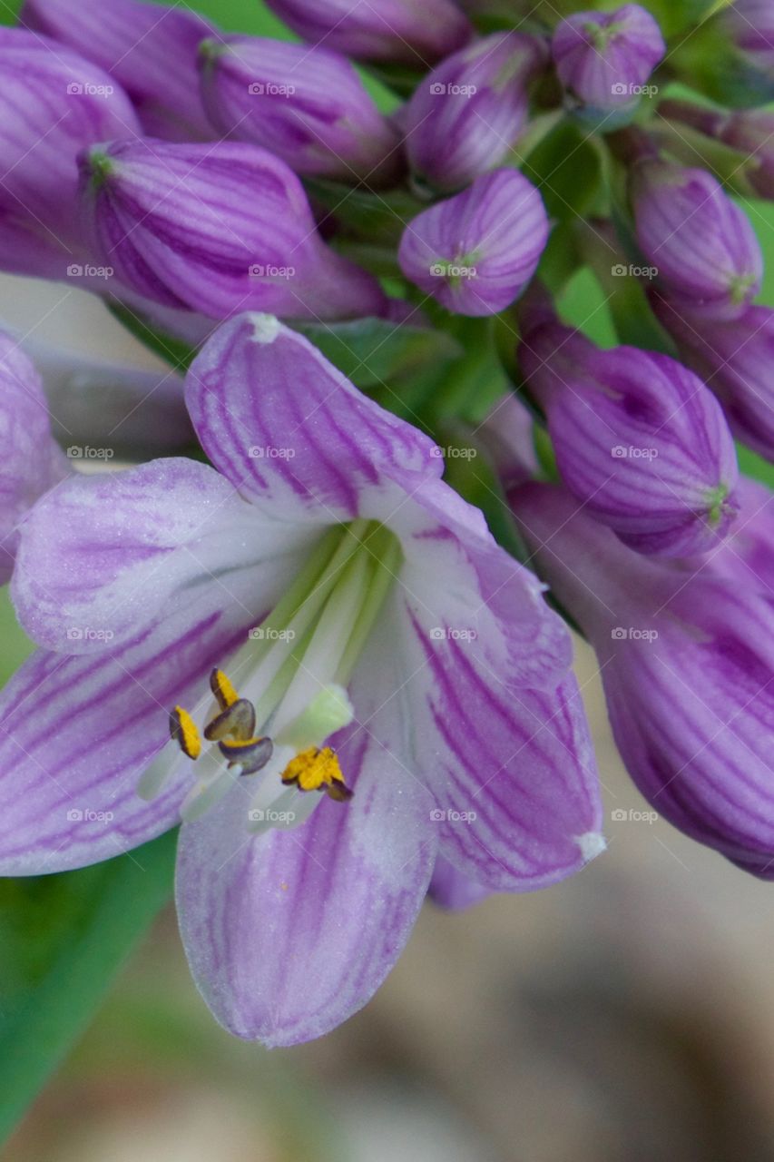 Closeup of striated lavender and white Hosta plant blossom