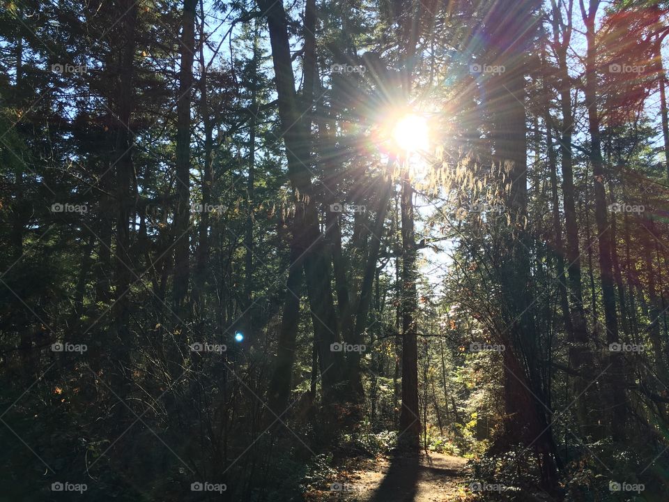 Sun sneaking behind the trees