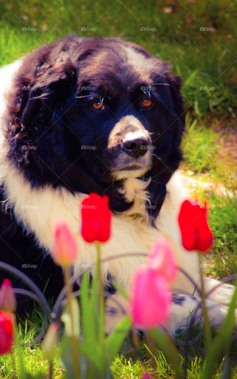 Dog with Tulips 2