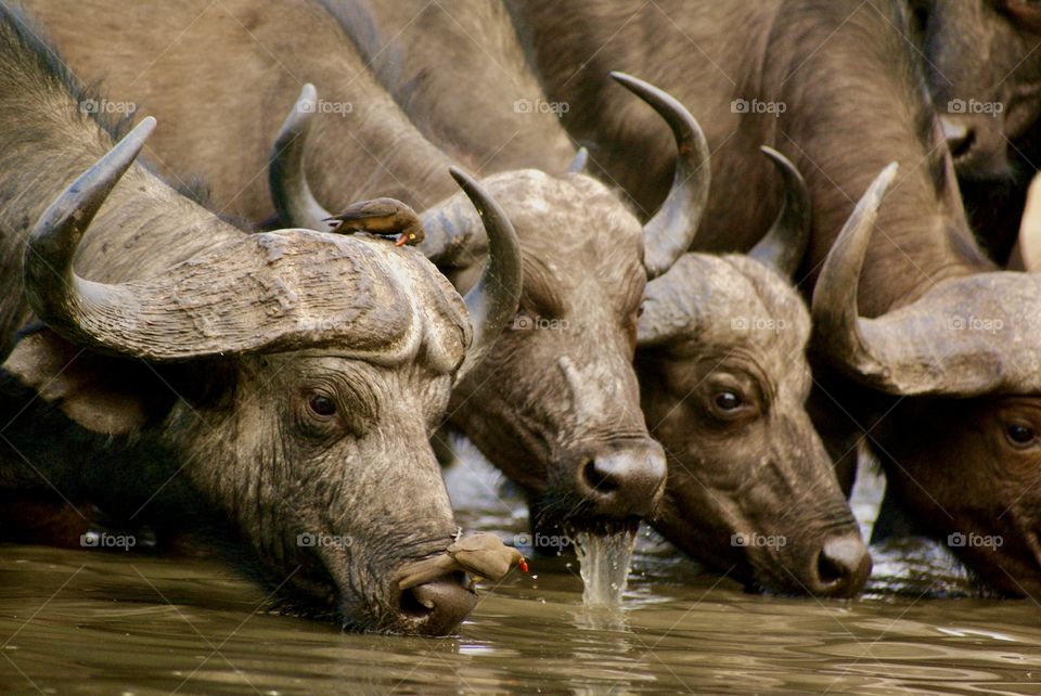 Buffalo drinking water 