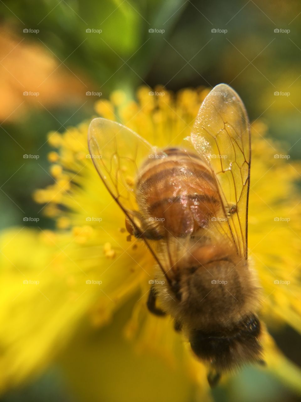 Wings of honey bee 