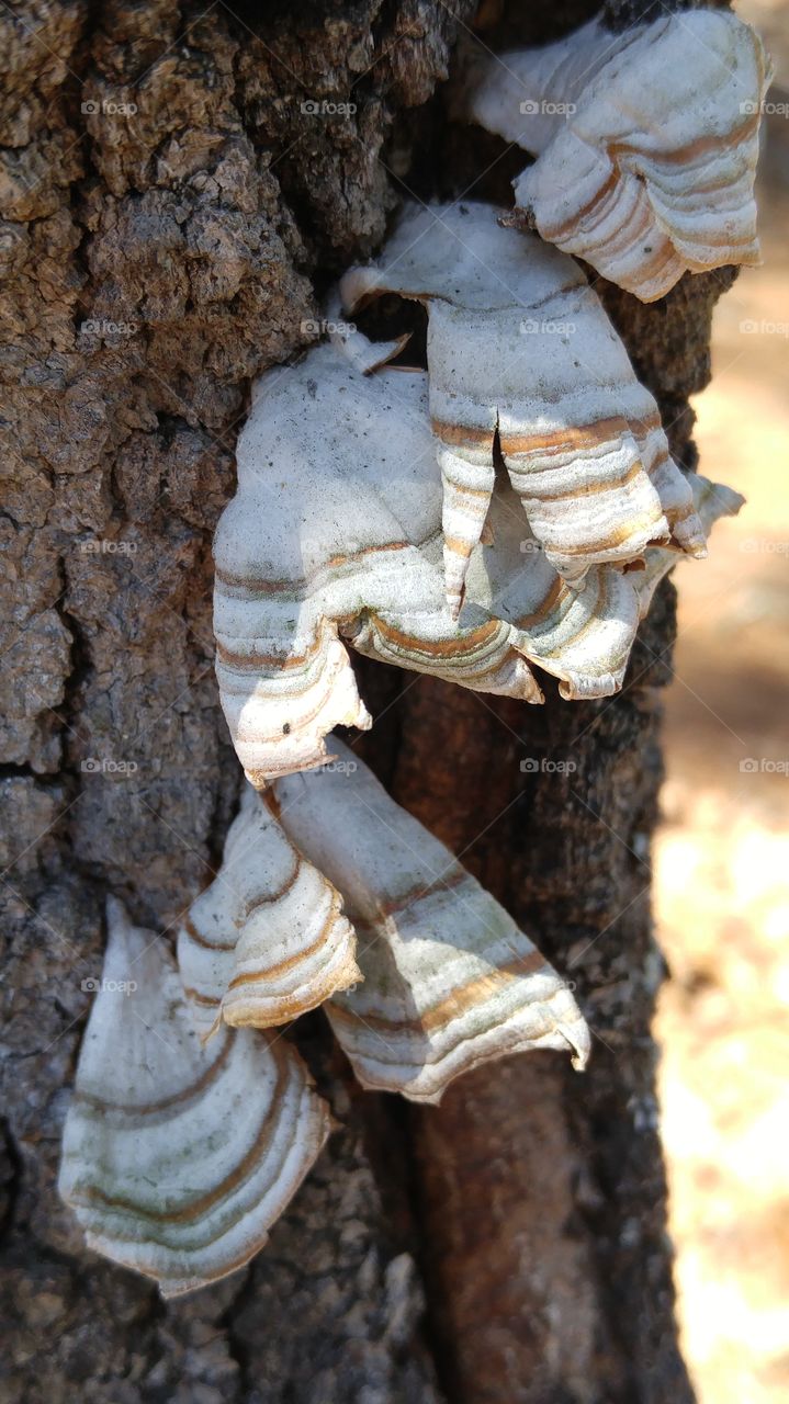 tree shells