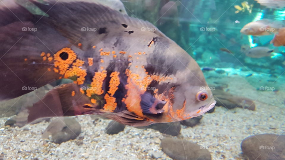 Ultra Nahaufnahme Fisch Unterwasser