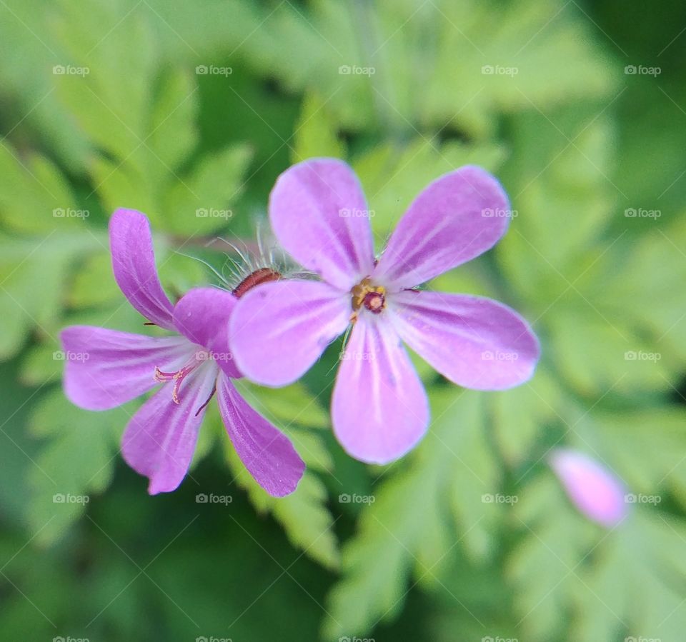 lila blume blühten Blüte Flower