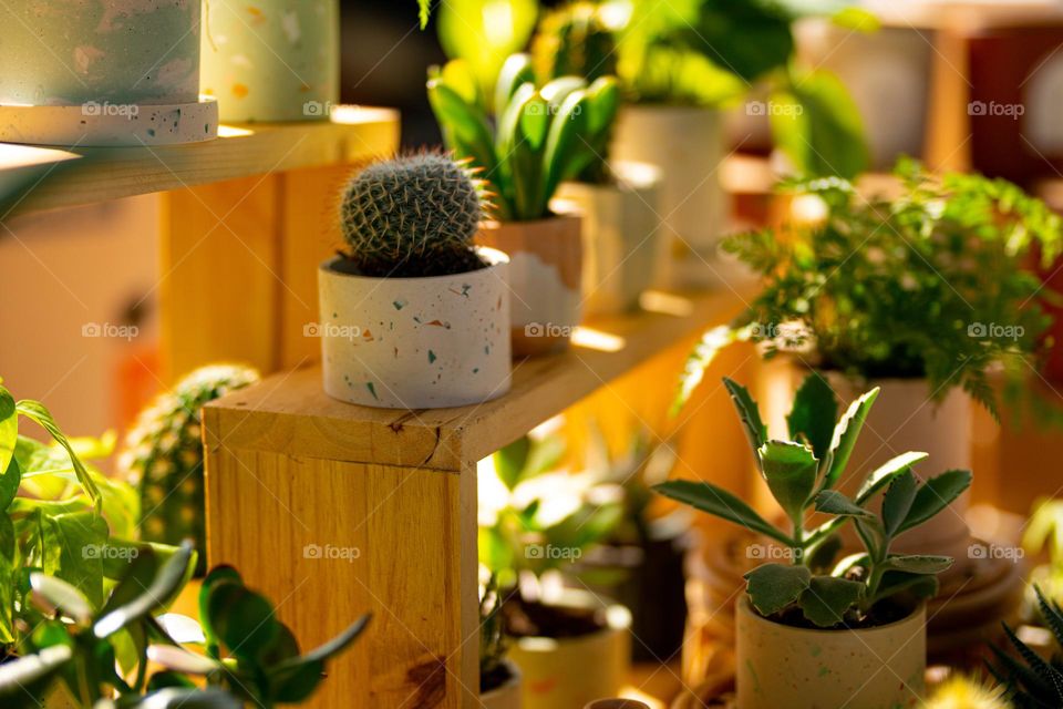 Cacti on Crates