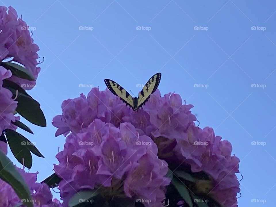 You’re my butterfly