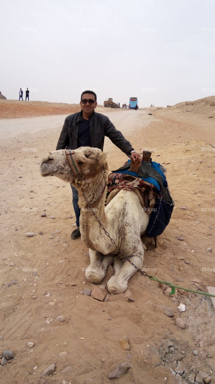 old camel