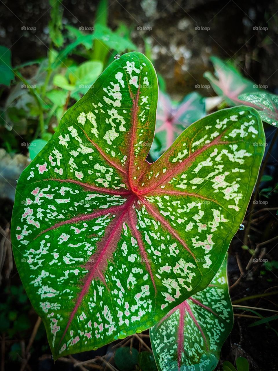 Ornamental taro leaves a combination of green, white and red