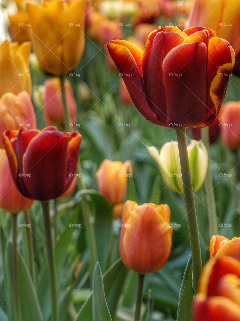 Tulip flowers blooming in spring