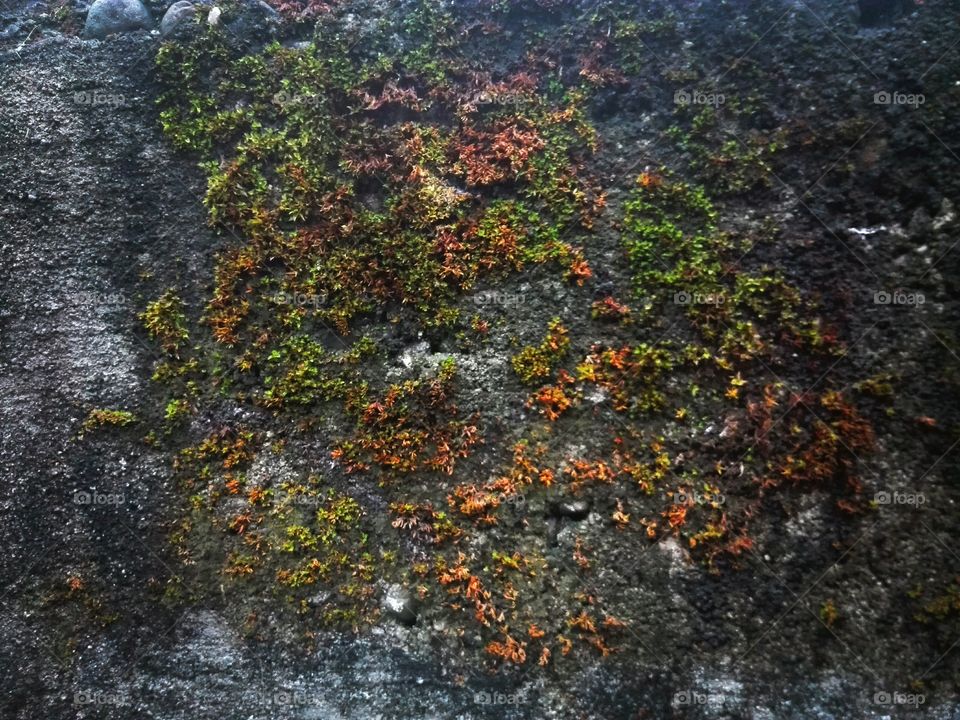 moss on the wall