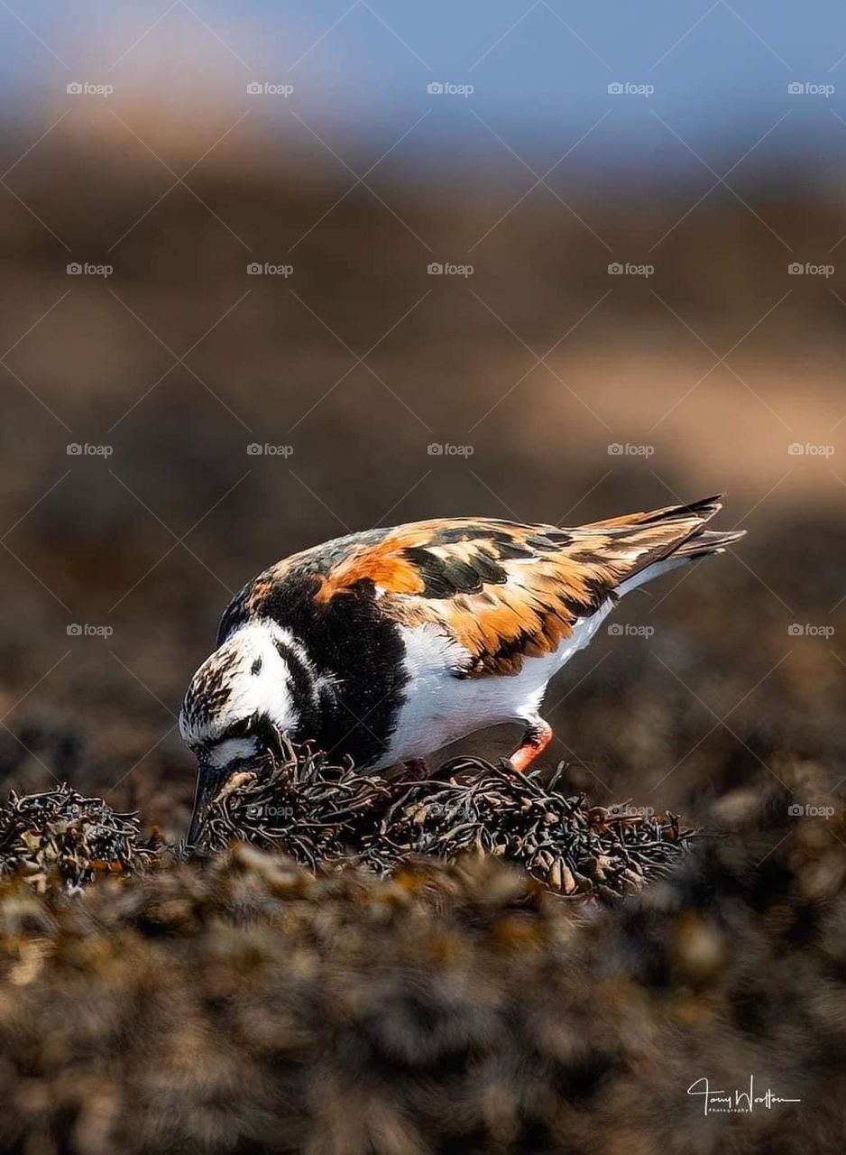 Turnstone amongst the Kelp …