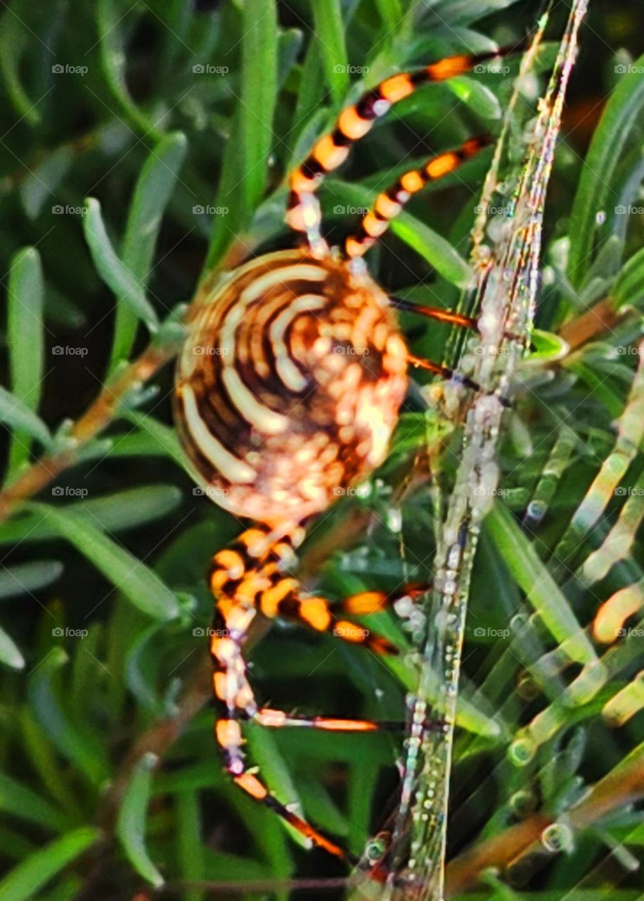 the biggest spider I've ever had in my garden