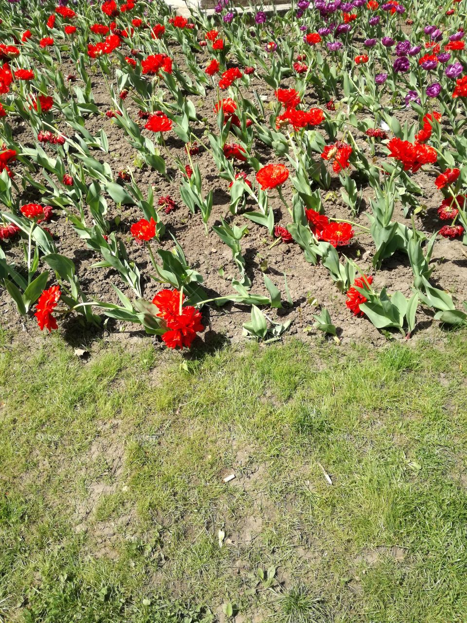 red flowers