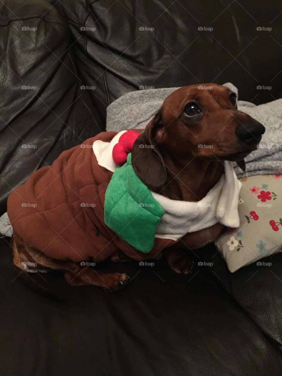 Dachshund dressed as a Christmas pudding