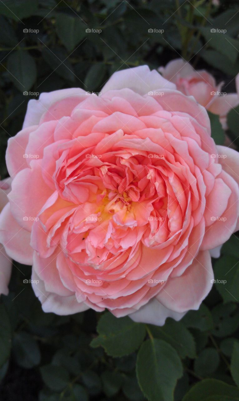 A Rose is a Rose. A Rose, is a Rose