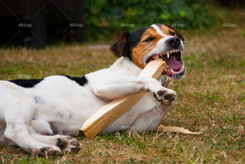 Cute dog is biting the wood stick