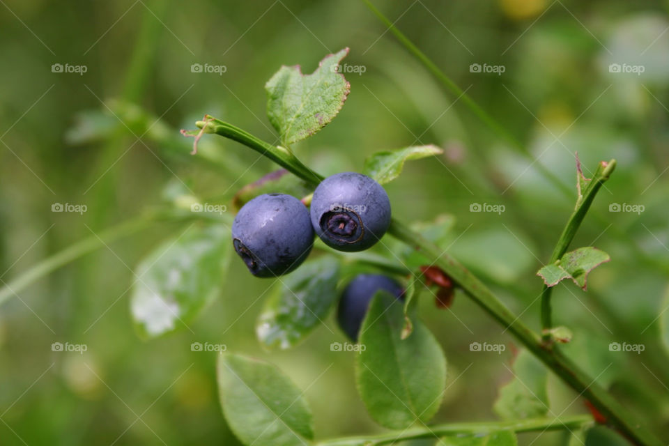 färg blå grön gräs by ka71