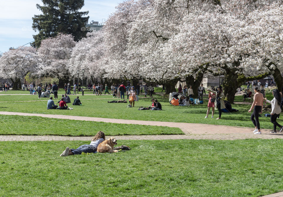 Cherry tree blossoms with dog in grass. 