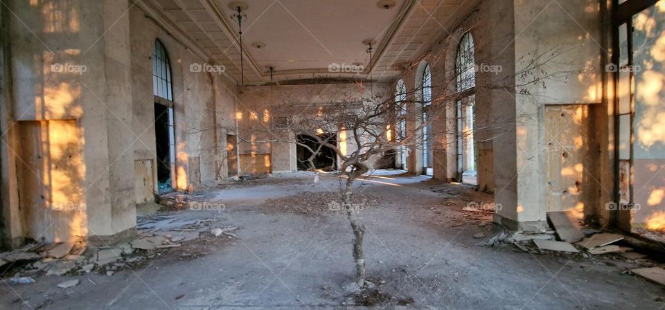 Tree growing inside glorious hall at an abandone sanatorium Tskaltubo, Georgiq.
