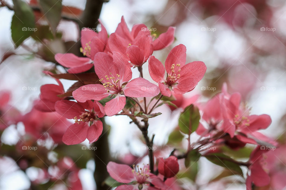 crab apple tree