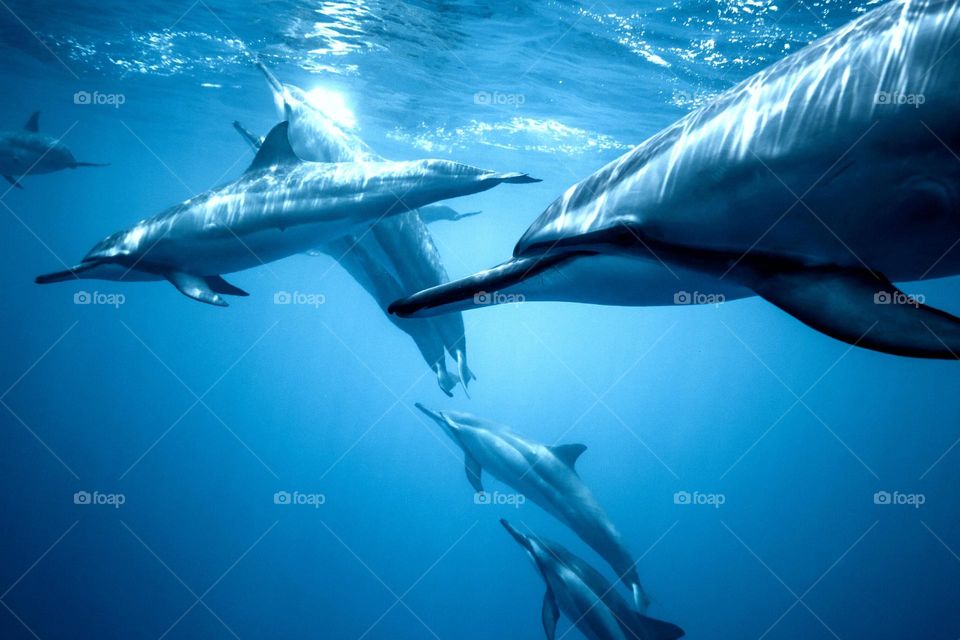 A group of dolphins deep in the ocean