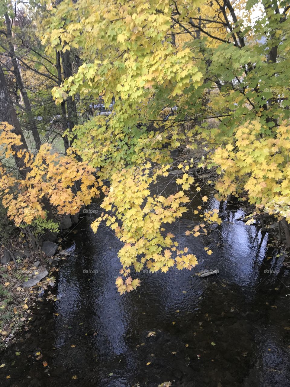 Fall has arrived! Beautiful leaves and a stream in town