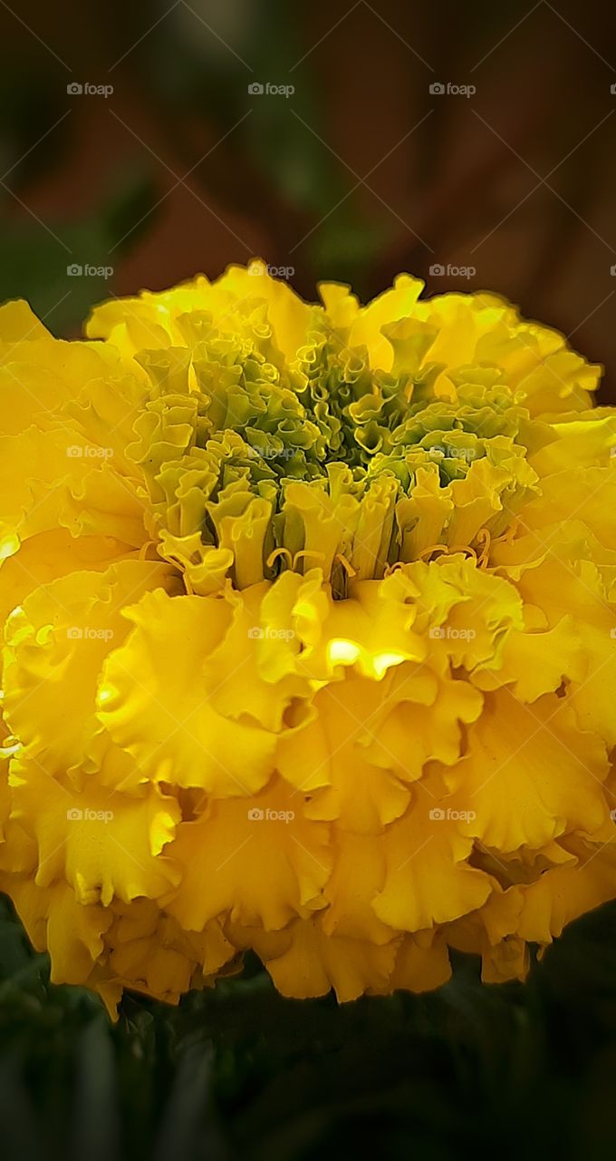 In this photo I captured a beautiful yellow marigold flower, macro photography this photo is captured in my house