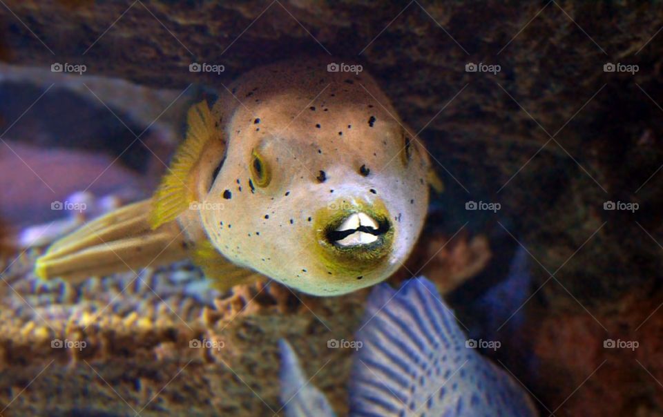 BlowFish Puffer