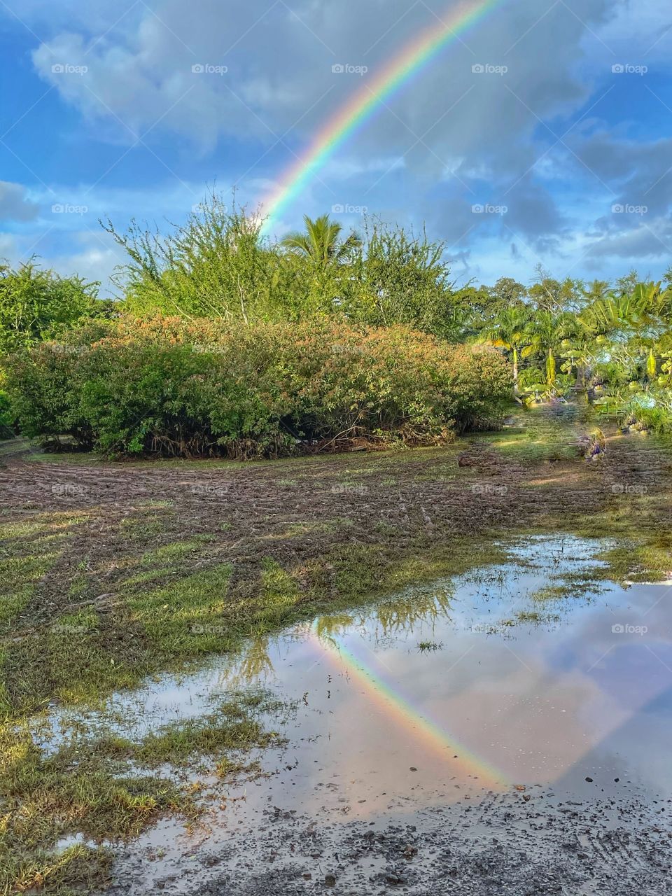 Rainbow after the Haleiwa flood