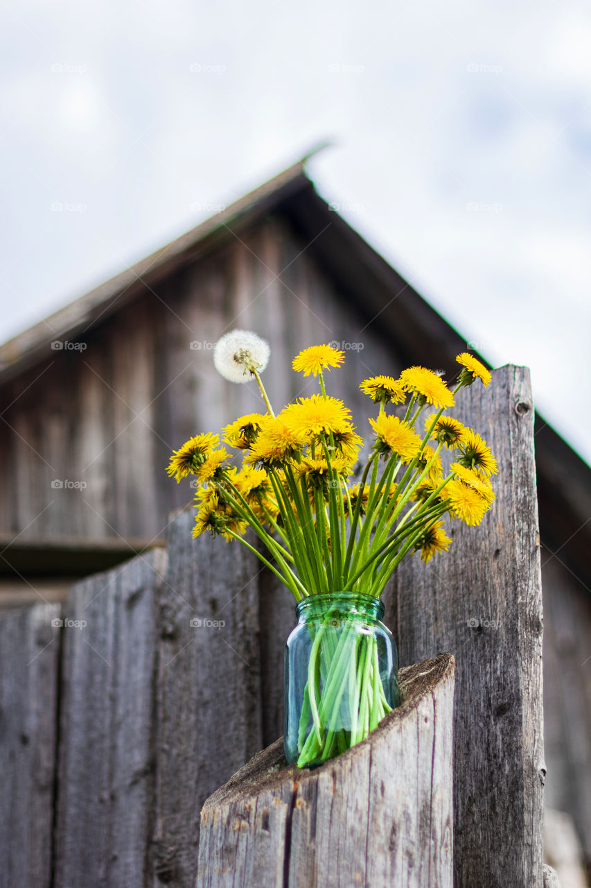 Bouquet of yellow dandelions