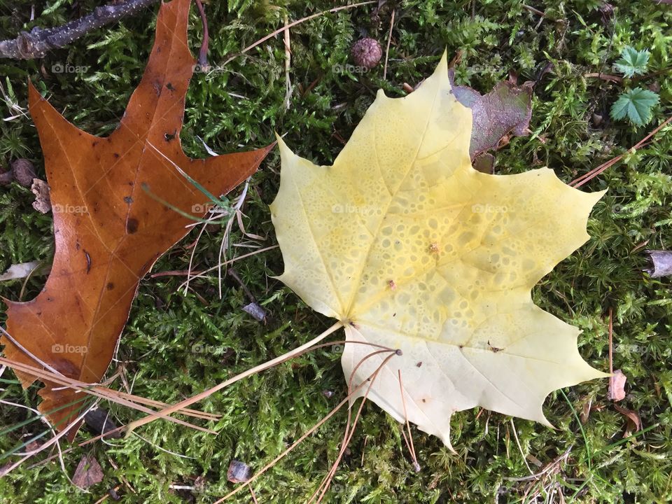 Natures carpet