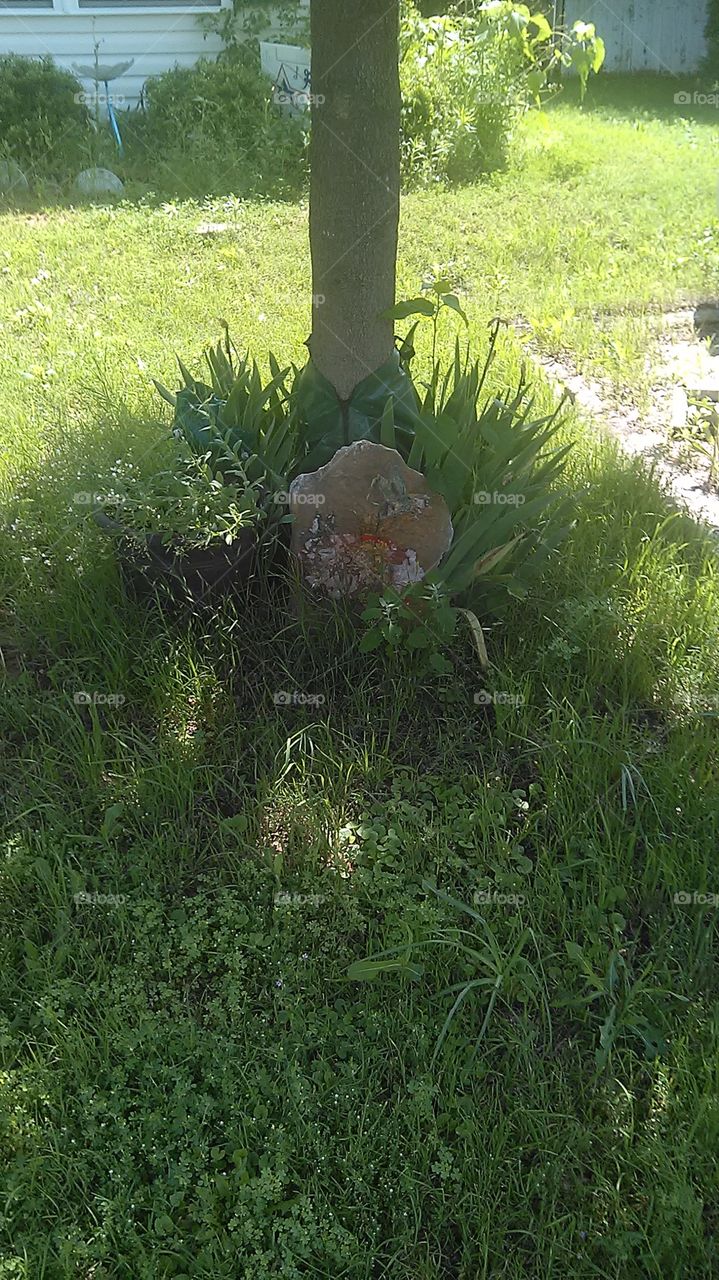 tree rock. this rock sitting by the tree was hand painted