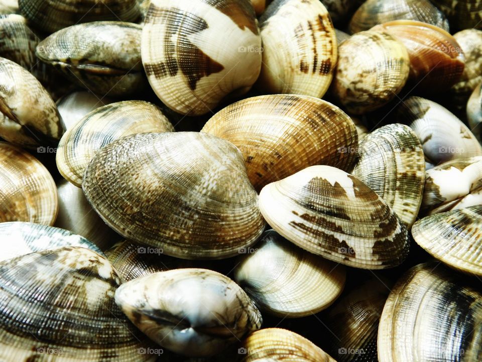 clams