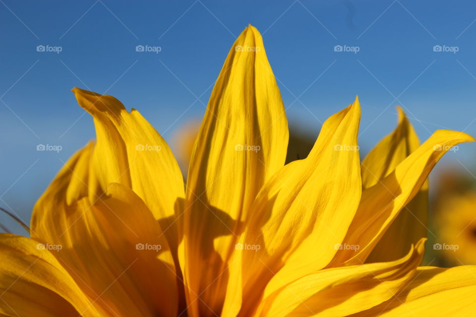Sunflower petals