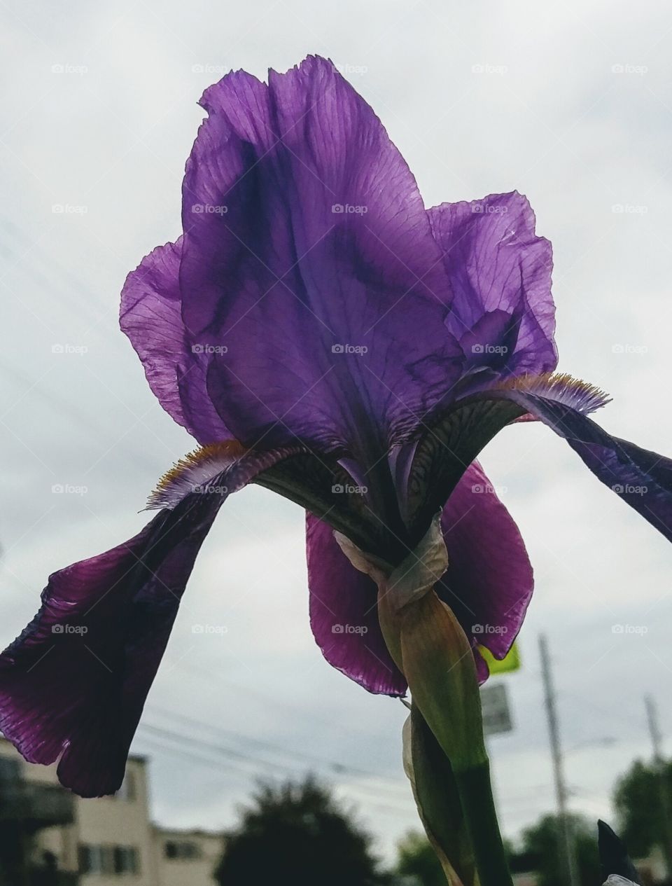 deep purple suburban iris