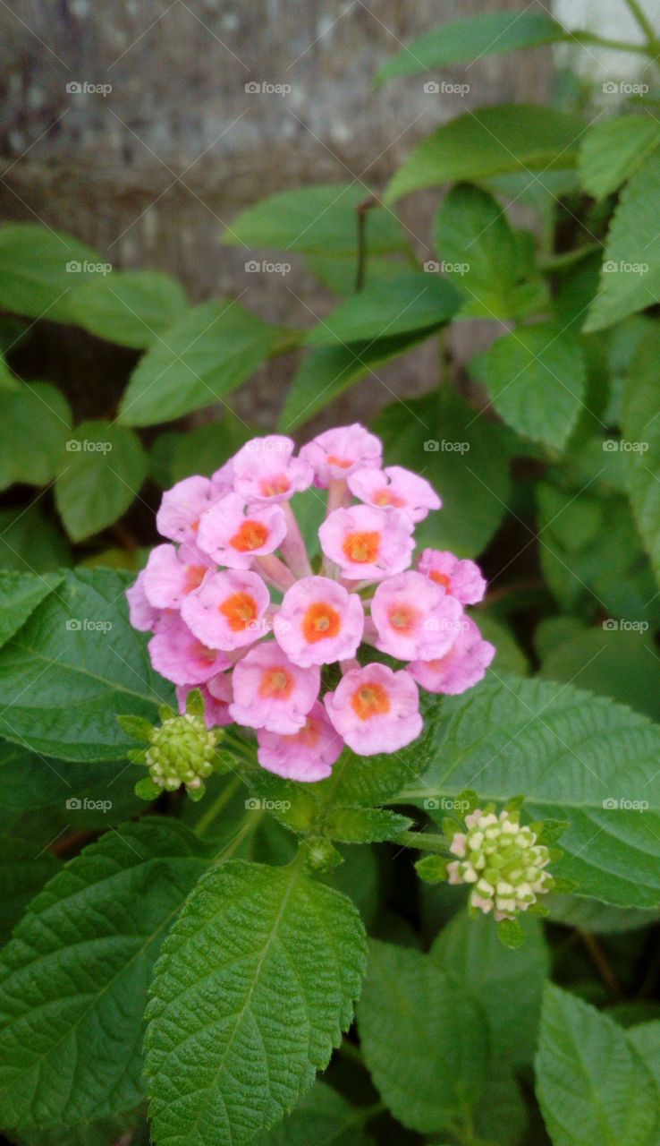 Pink Flowers