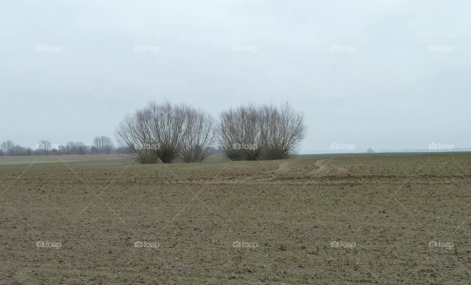 Gebüsch am Acker