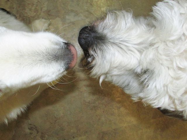 Touching Noses