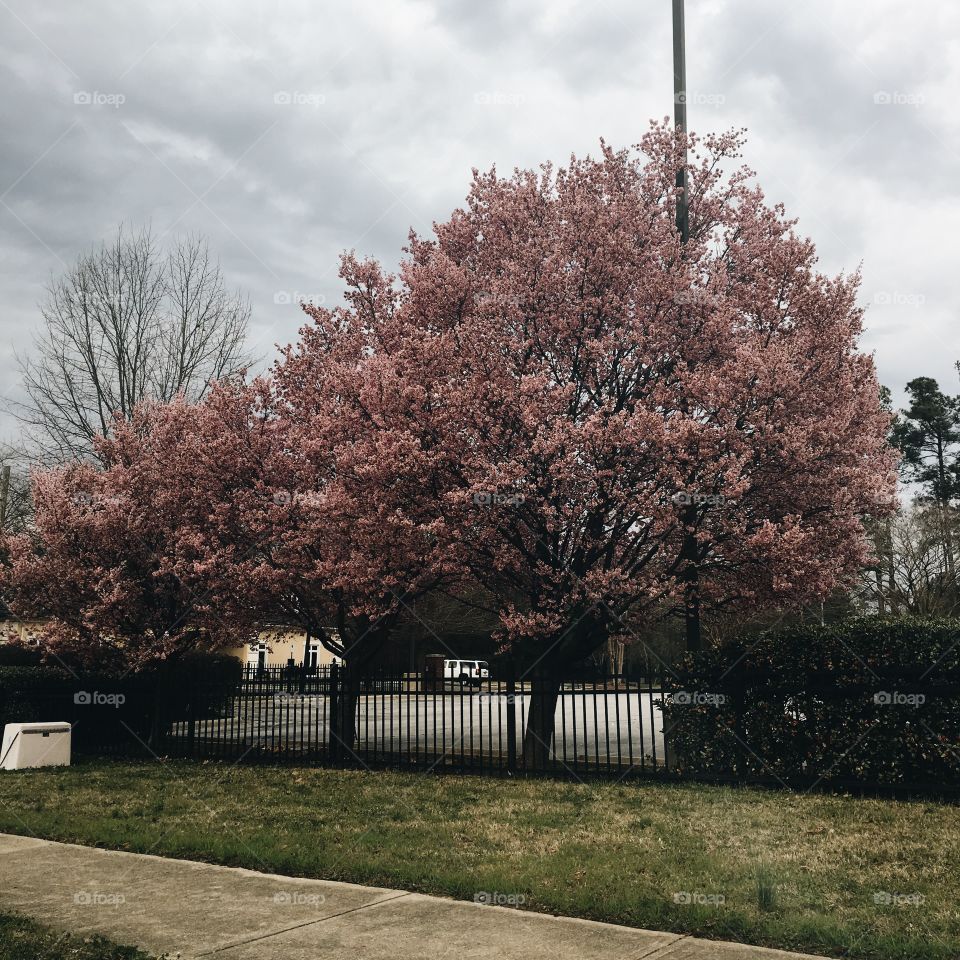 Flowers in bloom in the spring. Zebulon, NC. 