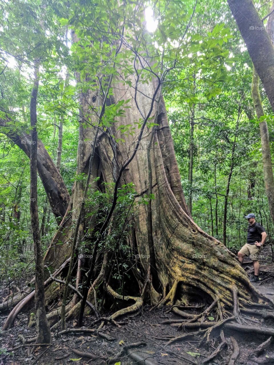A man standing beside a very large tree in the rain forest