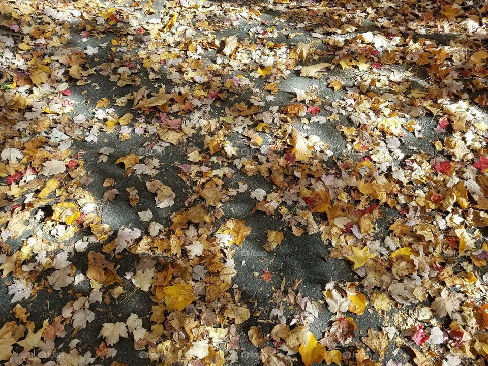Autumn Floor