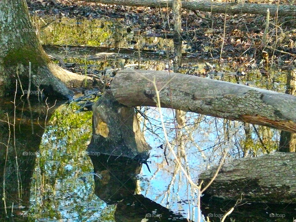 Water, Wood, Tree, Nature, Fall